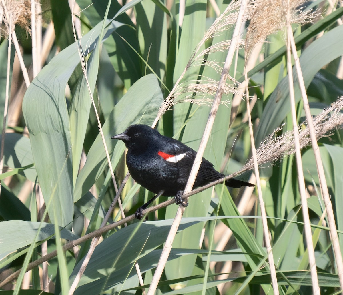 Tricolored Blackbird - ML619431754