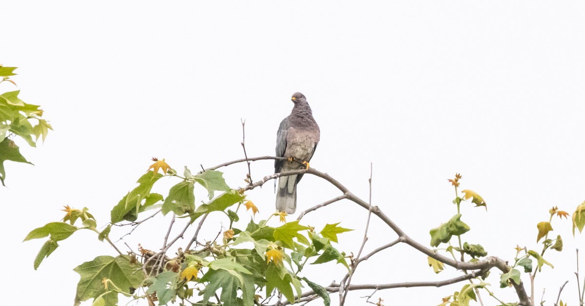 Band-tailed Pigeon - Timothy Aarons