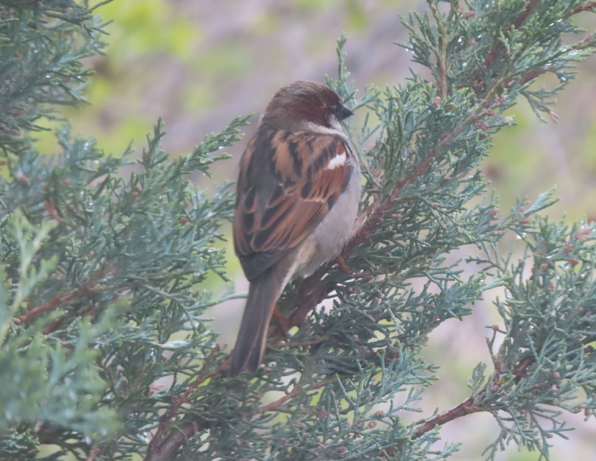 House Sparrow - Violet Kosack