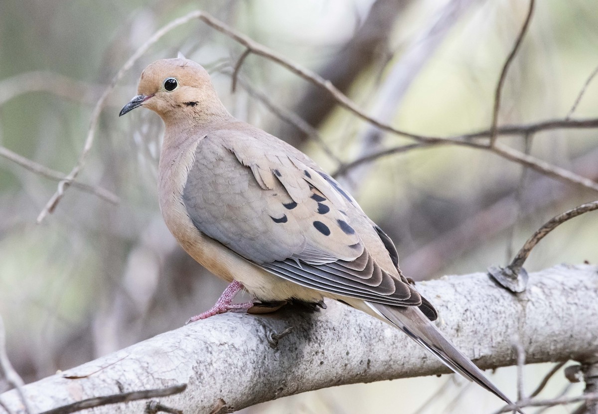 Mourning Dove - Timothy Aarons