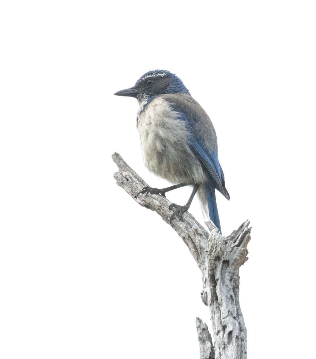 California Scrub-Jay - Timothy Aarons