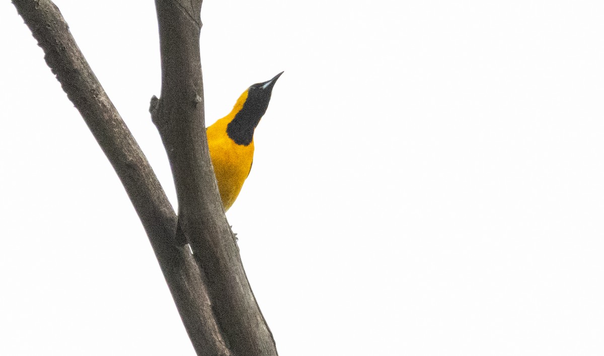 Hooded Oriole - Timothy Aarons