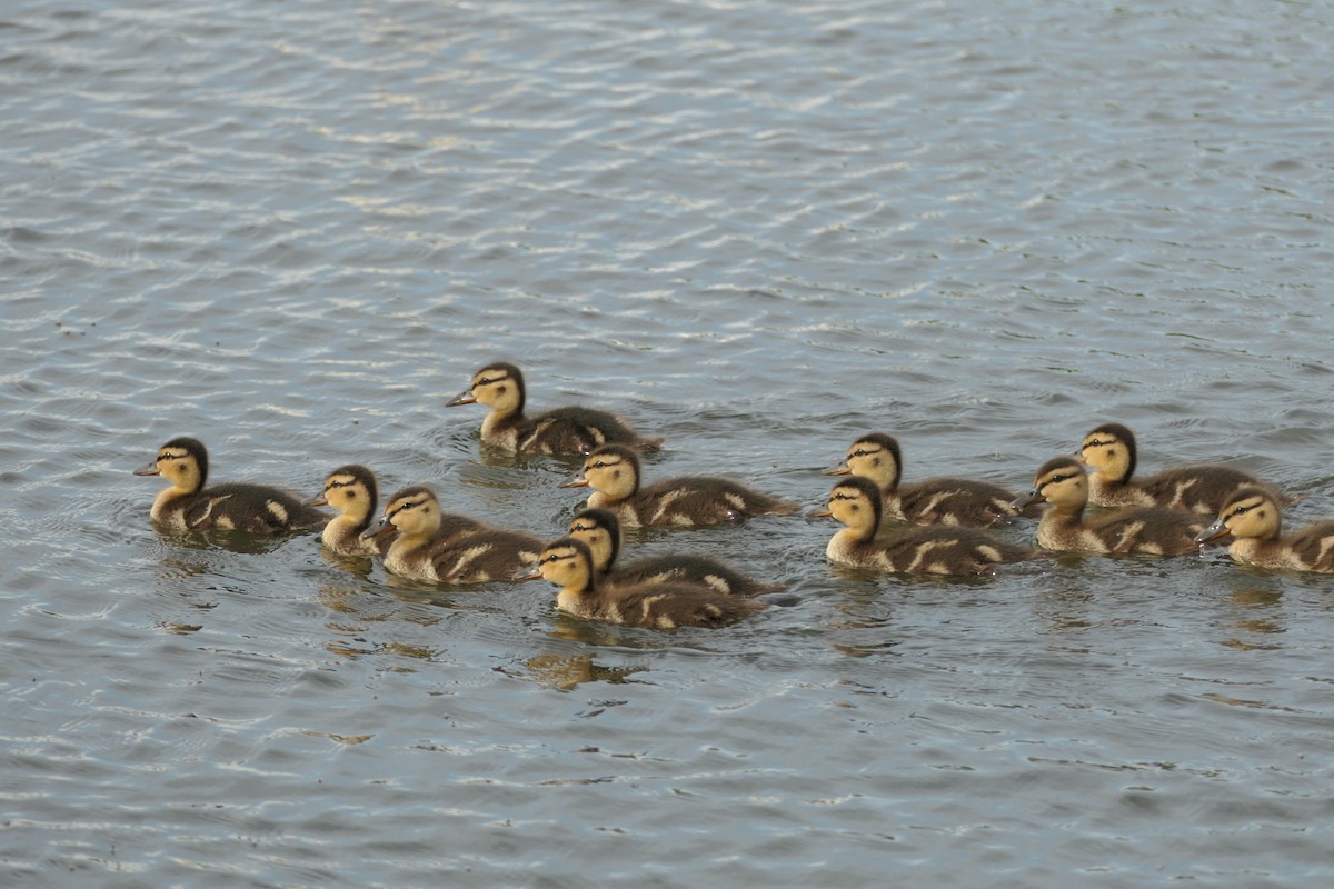 Mallard - Krzysztof Dudzik-Górnicki