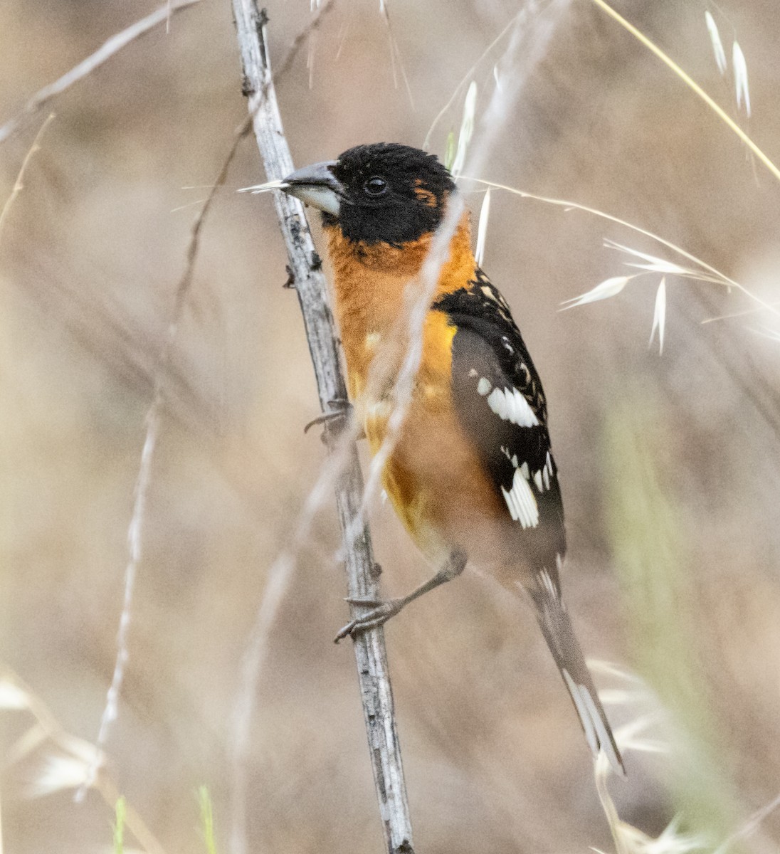 Black-headed Grosbeak - Timothy Aarons