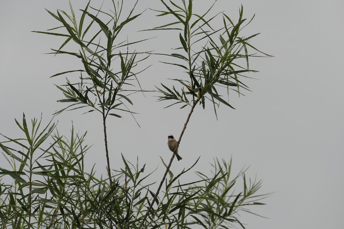 Eurasian Penduline-Tit - Krzysztof Dudzik-Górnicki