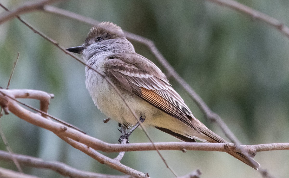 Ash-throated Flycatcher - Timothy Aarons