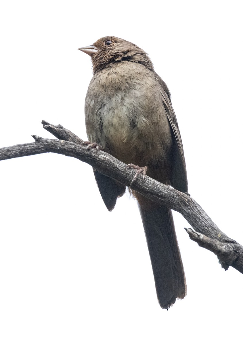 California Towhee - Timothy Aarons