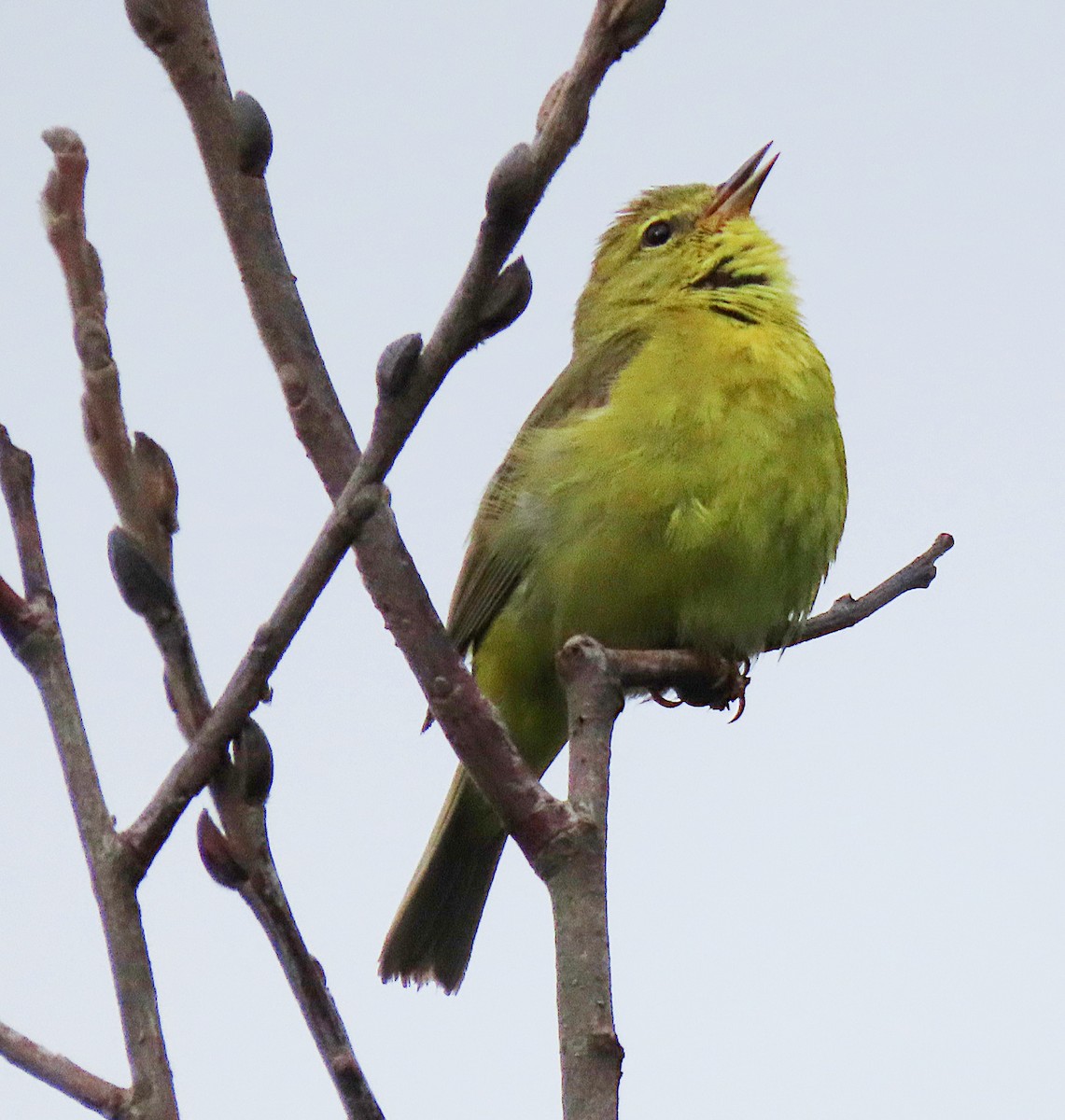 Orange-crowned Warbler - Martha Keller