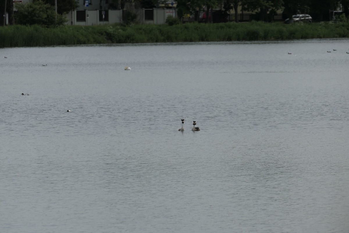 Great Crested Grebe - ML619431799