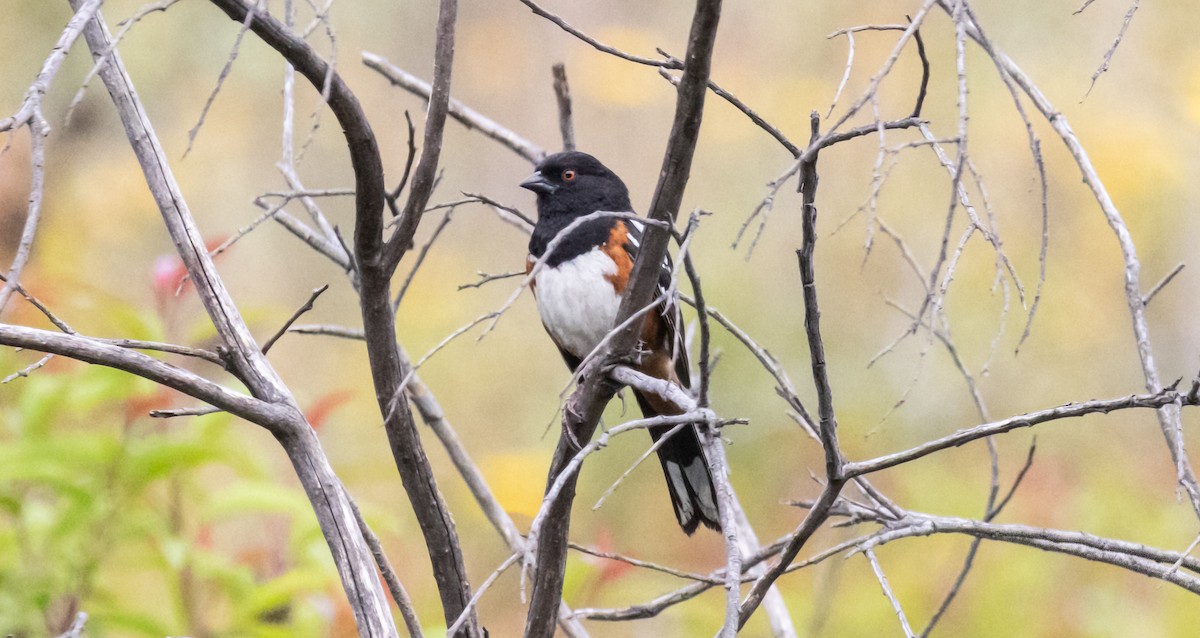 Spotted Towhee - Timothy Aarons