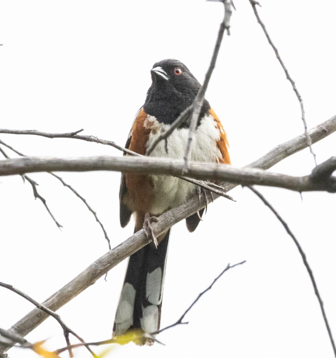 Spotted Towhee - Timothy Aarons