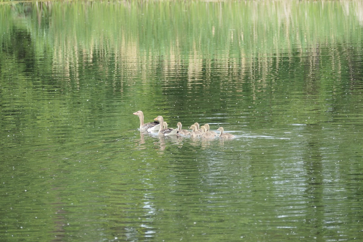 Graylag Goose - ML619431815