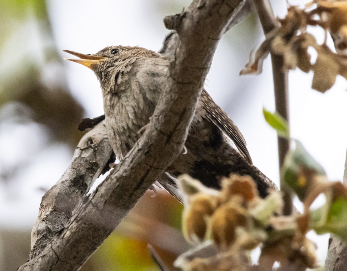 House Wren - Timothy Aarons