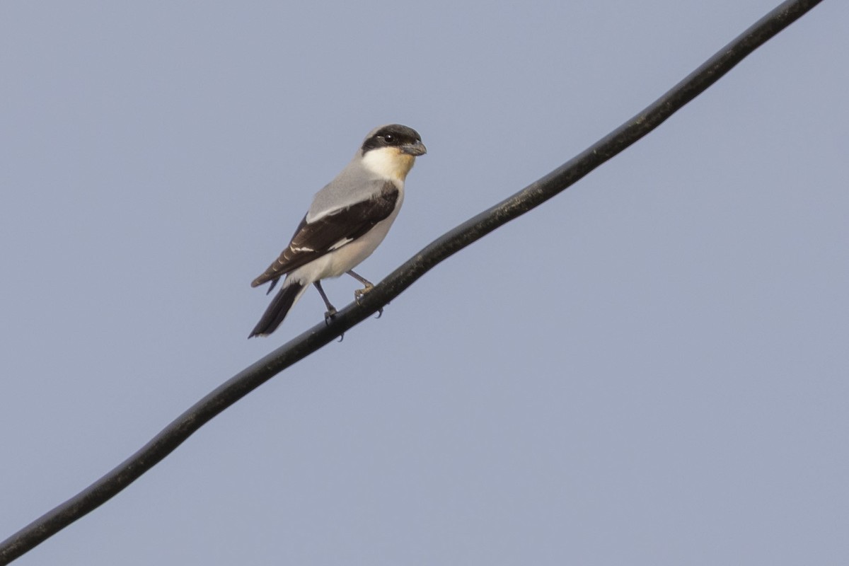 Lesser Gray Shrike - Pantea Golzari