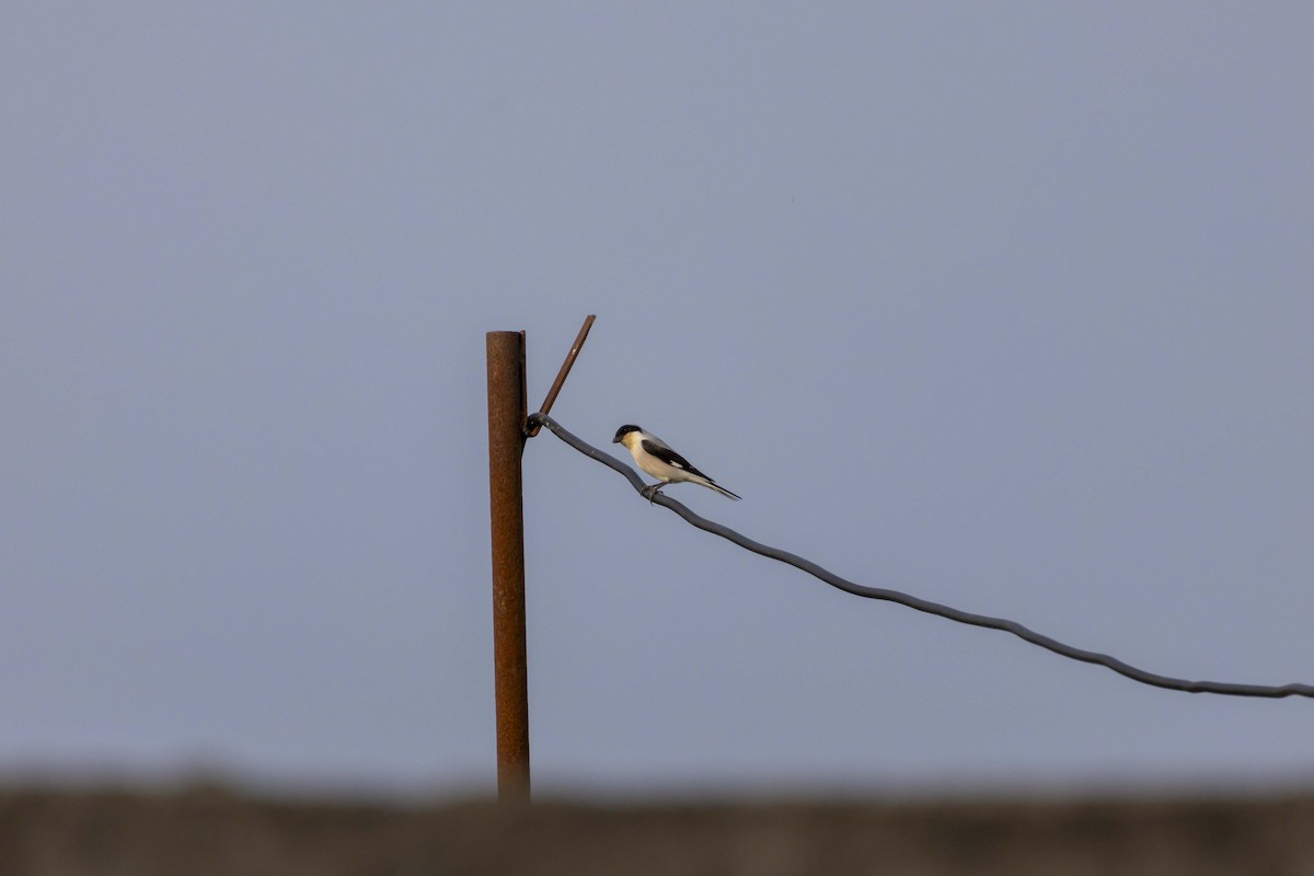 Lesser Gray Shrike - Pantea Golzari