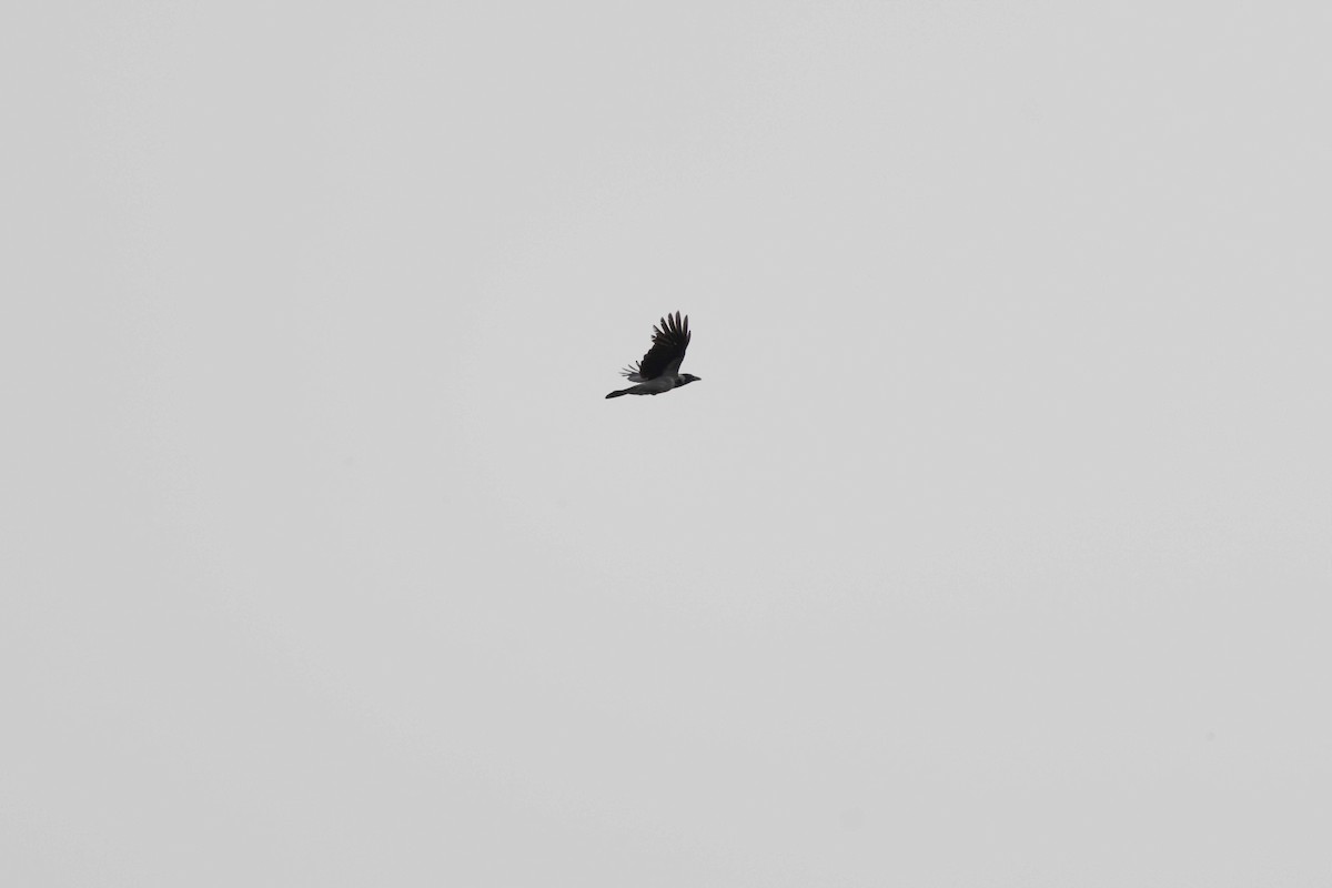 Hooded Crow - Pantea Golzari
