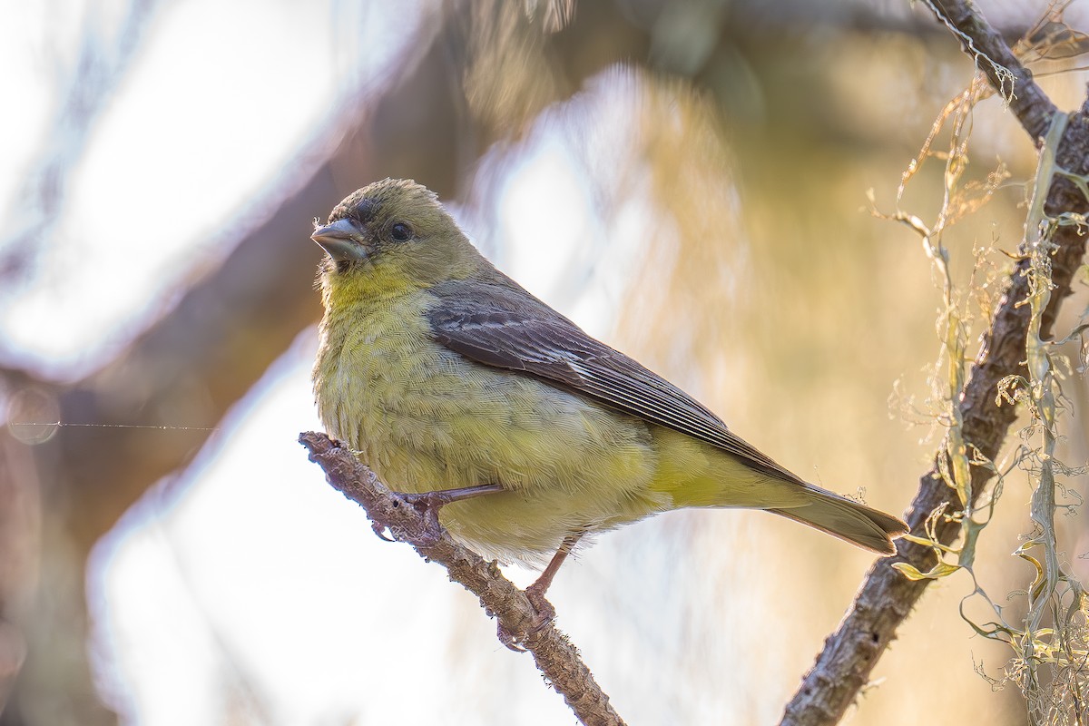 Lesser Goldfinch - Xiang Gao