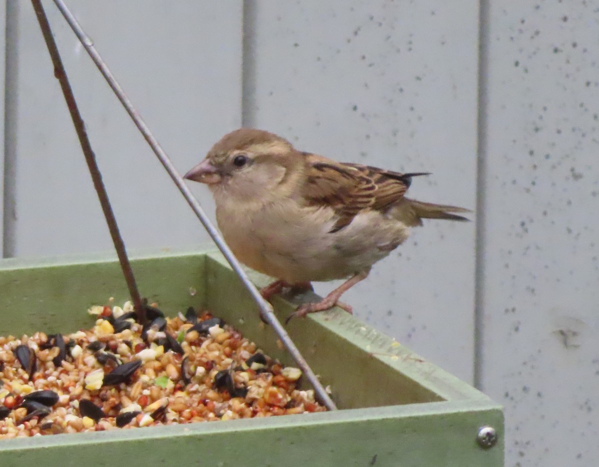 House Sparrow - Violet Kosack