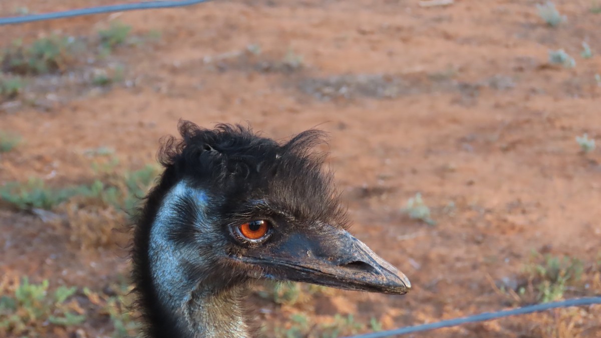 Emu - Sarah Maddox