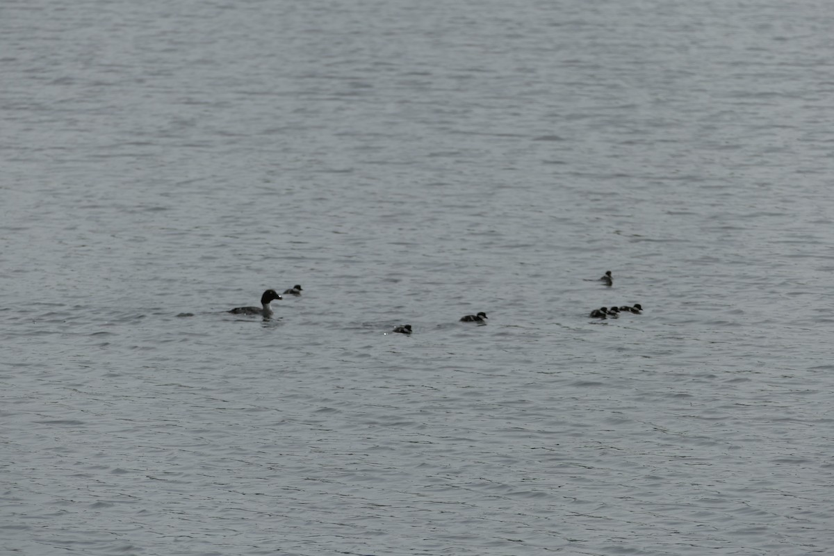 Common Goldeneye - ML619431845