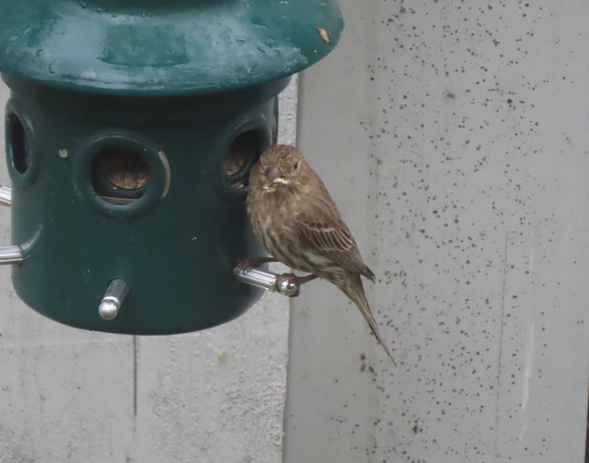 House Finch - Violet Kosack