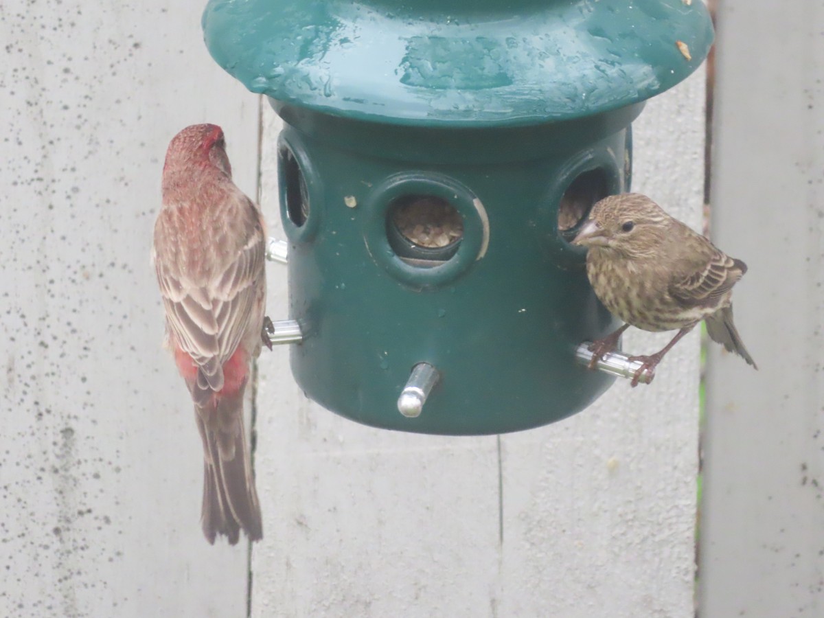 House Finch - Violet Kosack