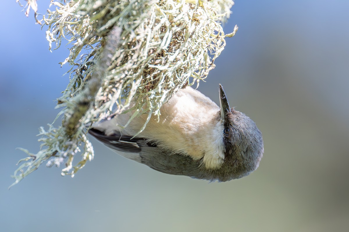 Pygmy Nuthatch - Xiang Gao