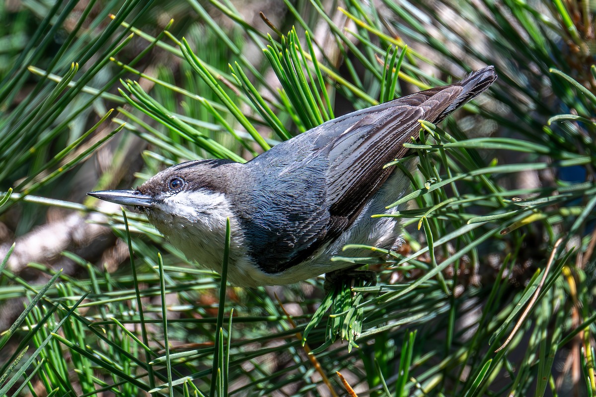 Pygmy Nuthatch - Xiang Gao