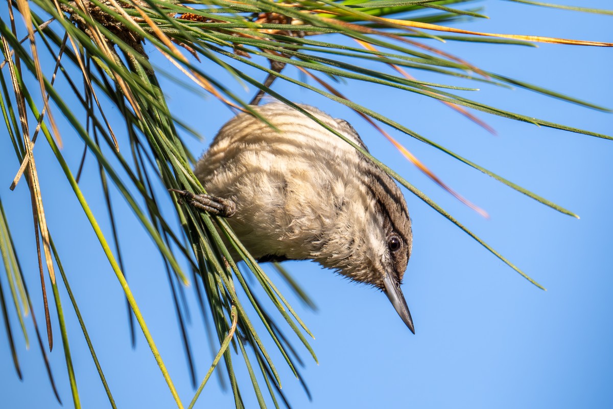 Pygmy Nuthatch - Xiang Gao