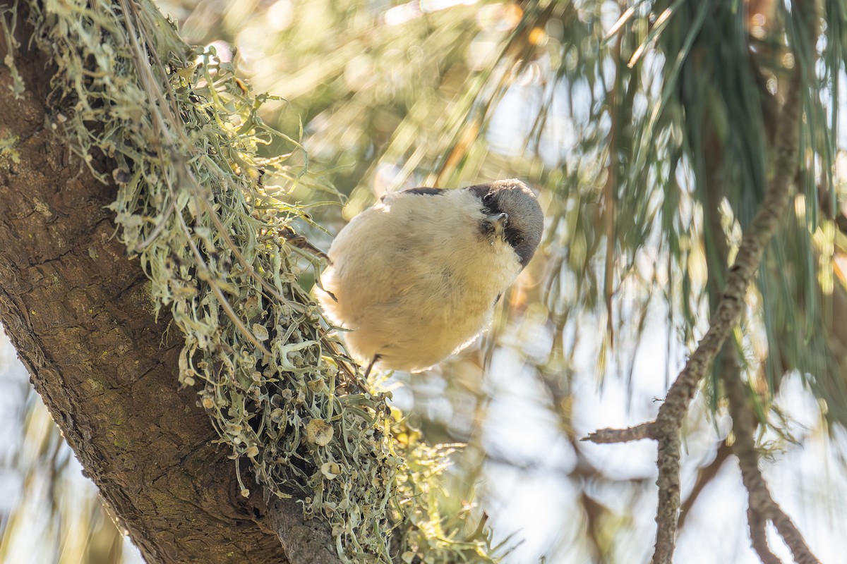 Pygmy Nuthatch - Xiang Gao