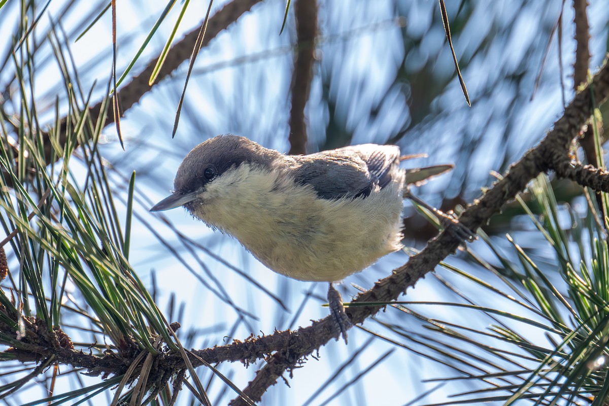 Pygmy Nuthatch - Xiang Gao