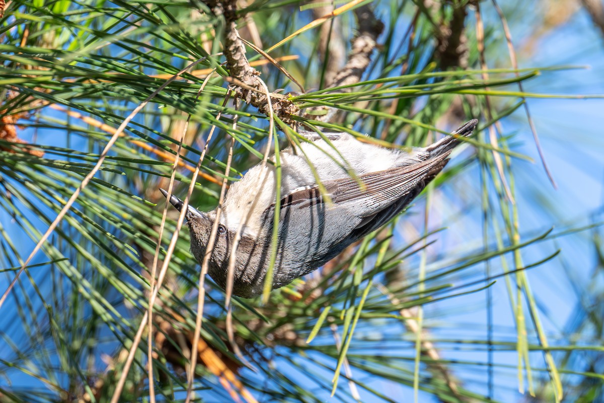 Pygmy Nuthatch - Xiang Gao