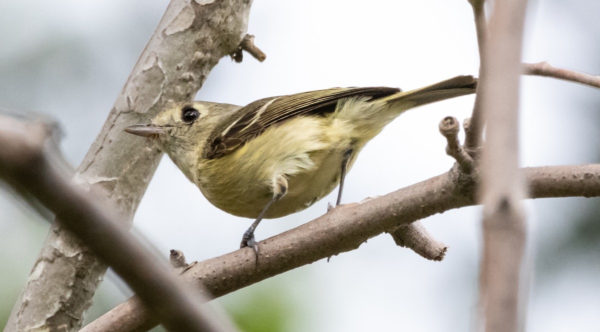 Hutton's Vireo - Timothy Aarons