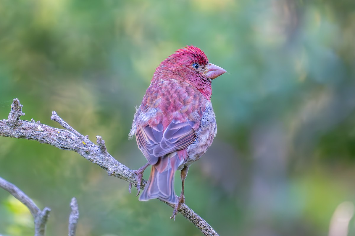 Purple Finch - Xiang Gao