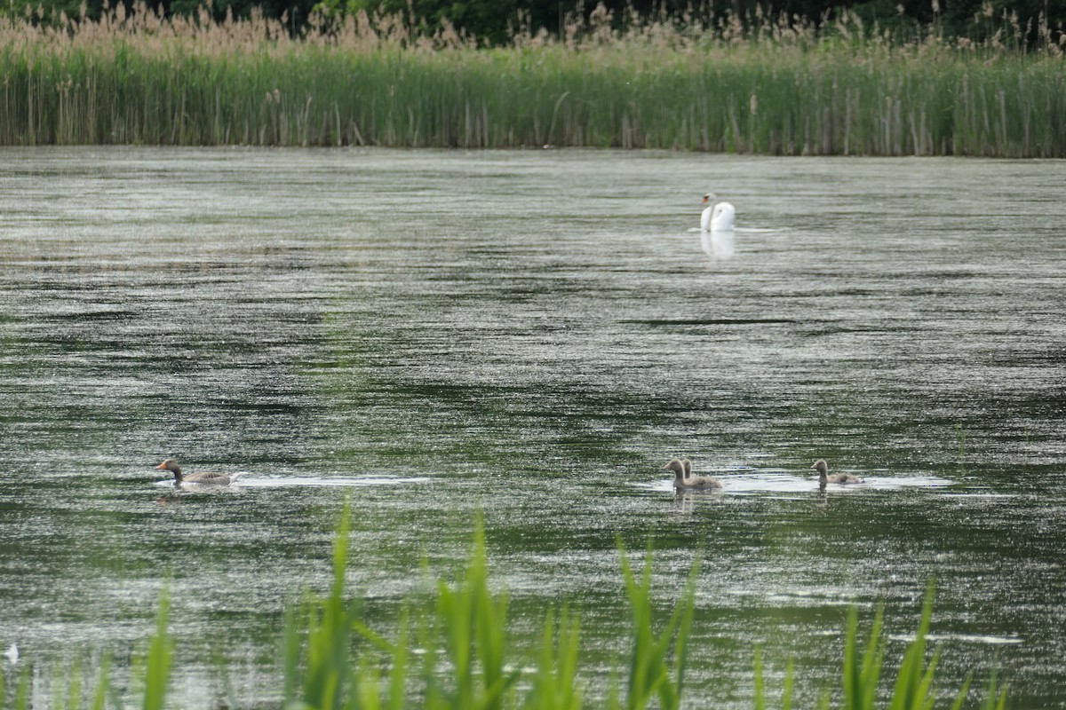 Graylag Goose - ML619431873