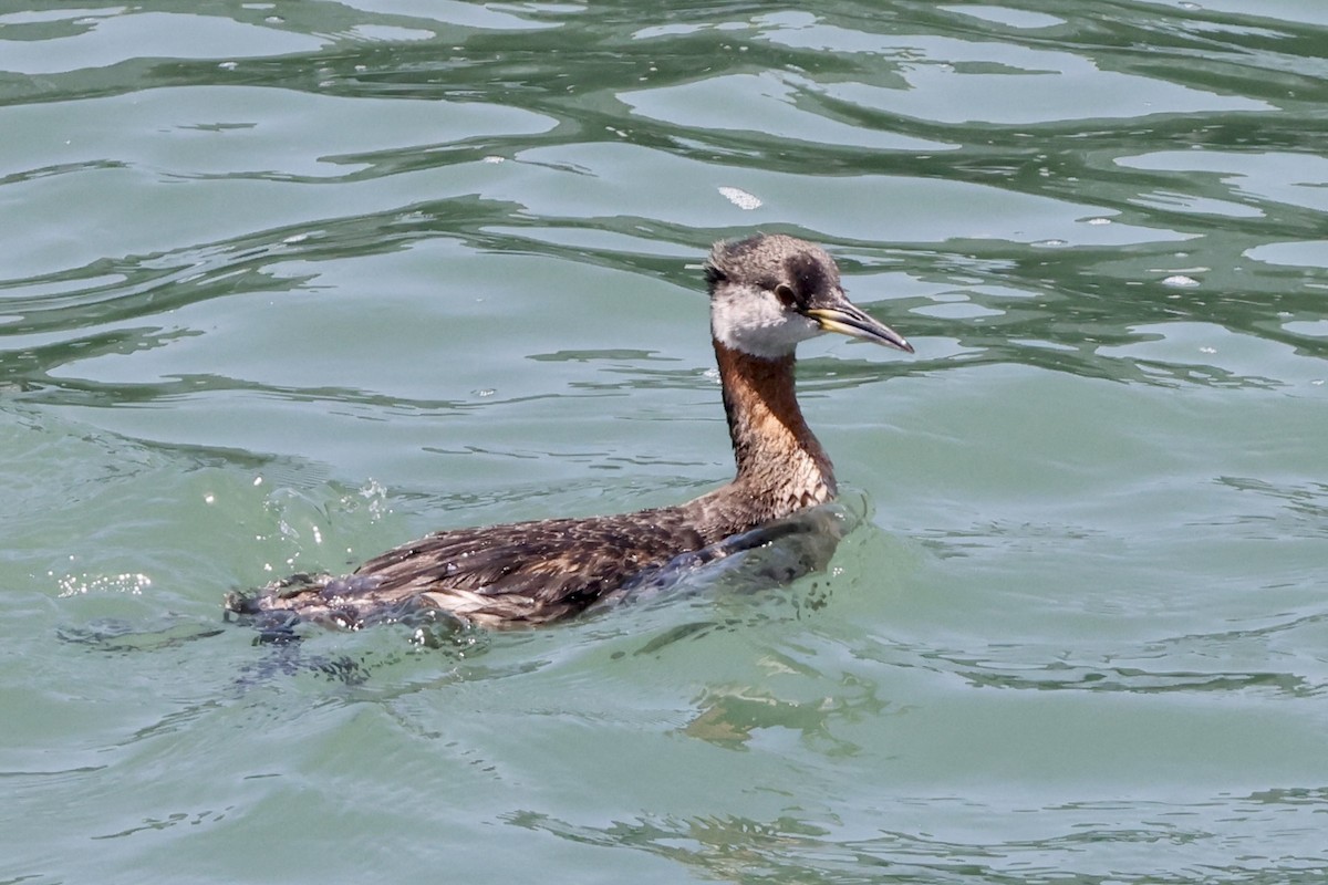 Red-necked Grebe - ML619431877