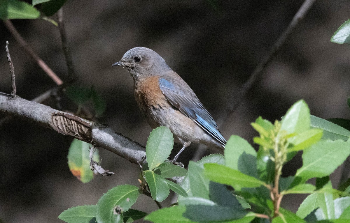 Western Bluebird - Timothy Aarons