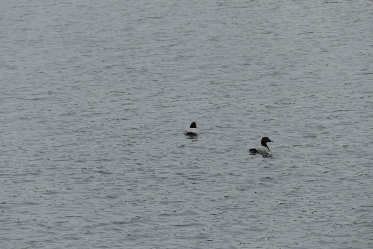 Common Pochard - ML619431886