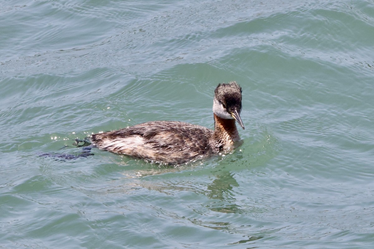 Red-necked Grebe - ML619431887