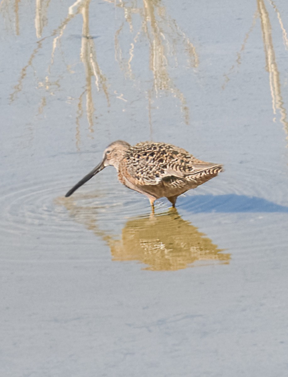 Long-billed Dowitcher - patrick broom