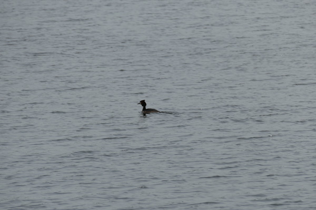 Great Crested Grebe - Krzysztof Dudzik-Górnicki