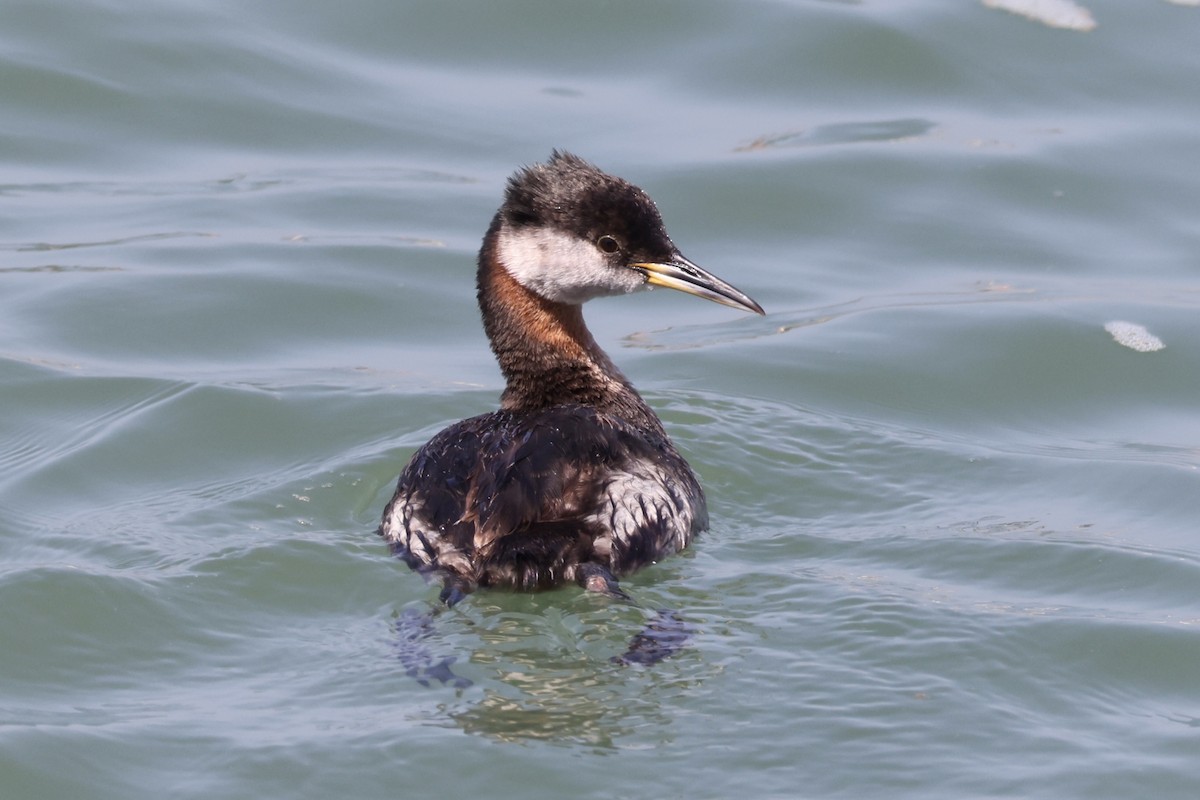 Red-necked Grebe - ML619431894