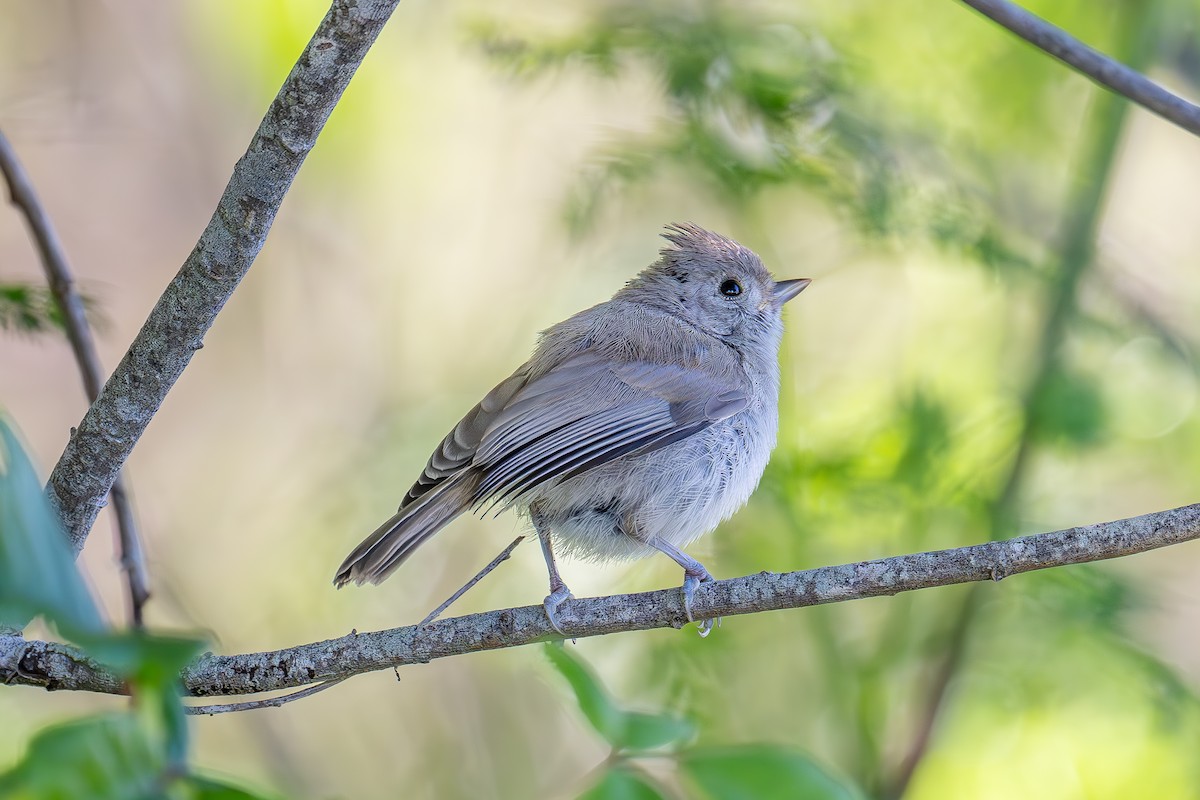 Oak Titmouse - Xiang Gao