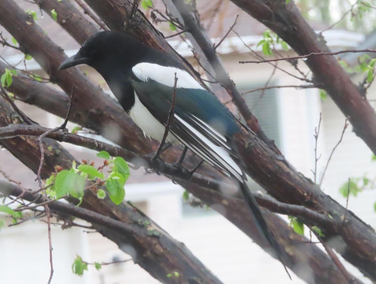 Black-billed Magpie - Violet Kosack