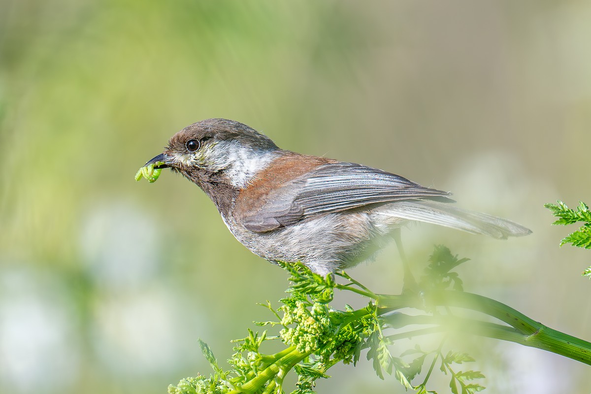 Chestnut-backed Chickadee - Xiang Gao