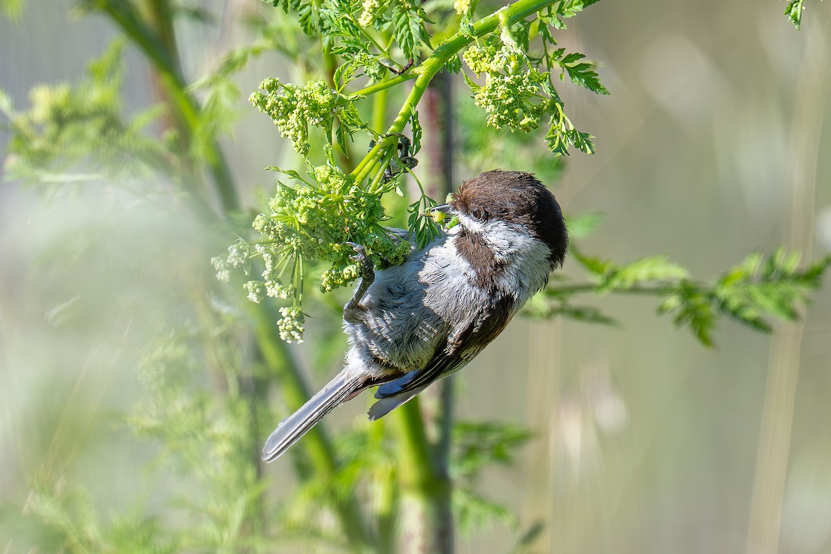 Chestnut-backed Chickadee - Xiang Gao