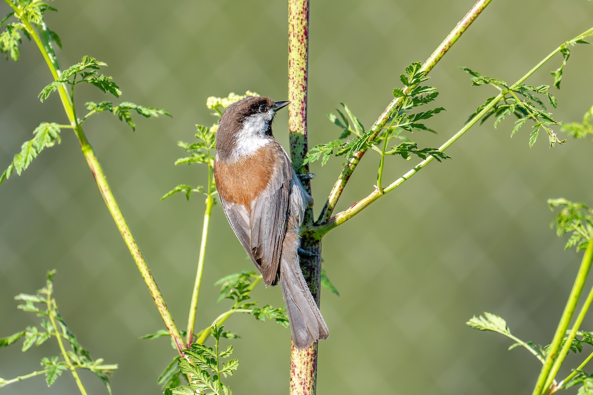 Chestnut-backed Chickadee - Xiang Gao