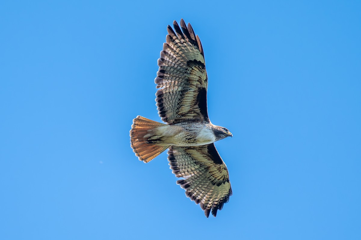 Red-tailed Hawk - Xiang Gao