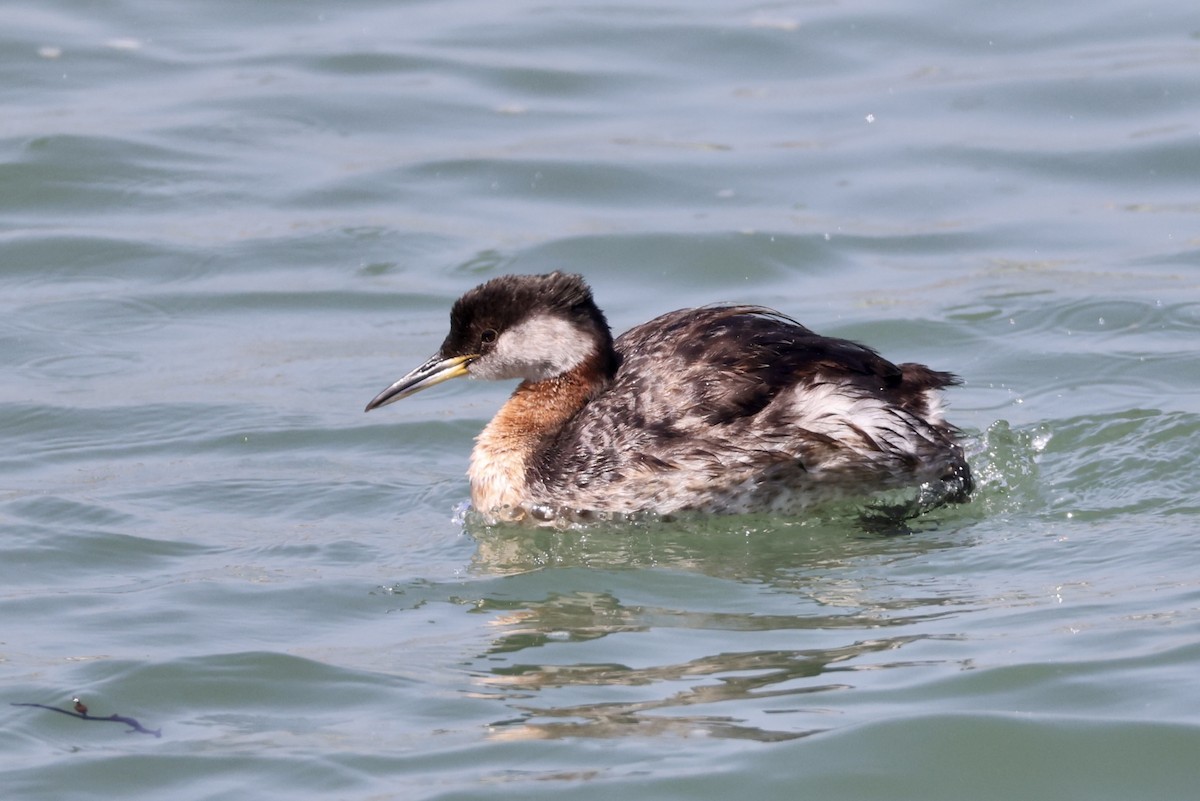 Red-necked Grebe - ML619431929