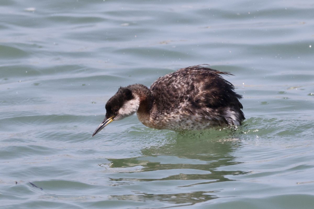 Red-necked Grebe - ML619431932